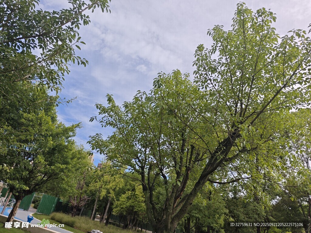 夏日葱郁树林风景