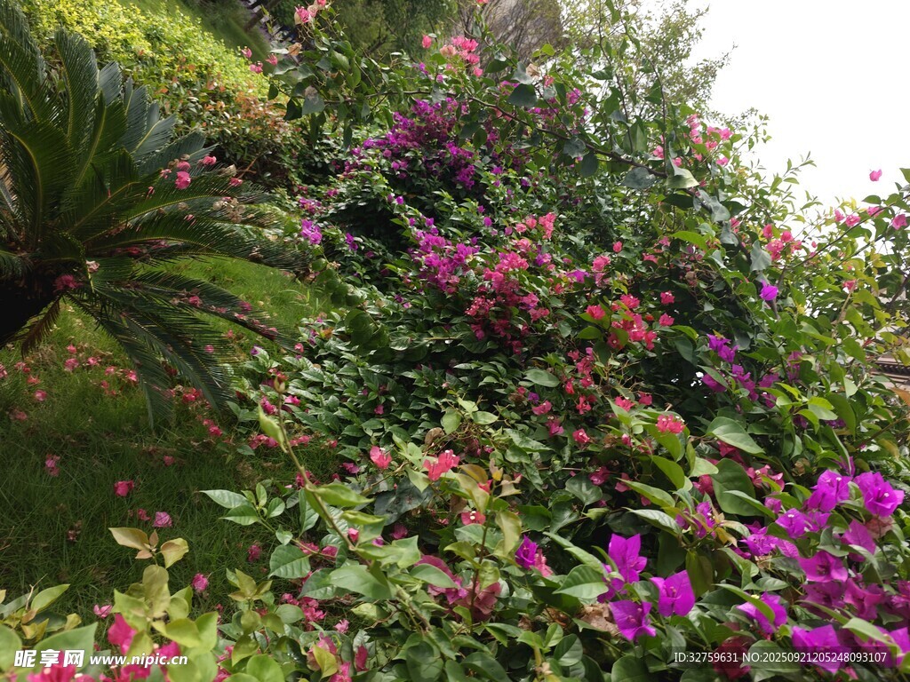 繁花似锦的多彩植物景观
