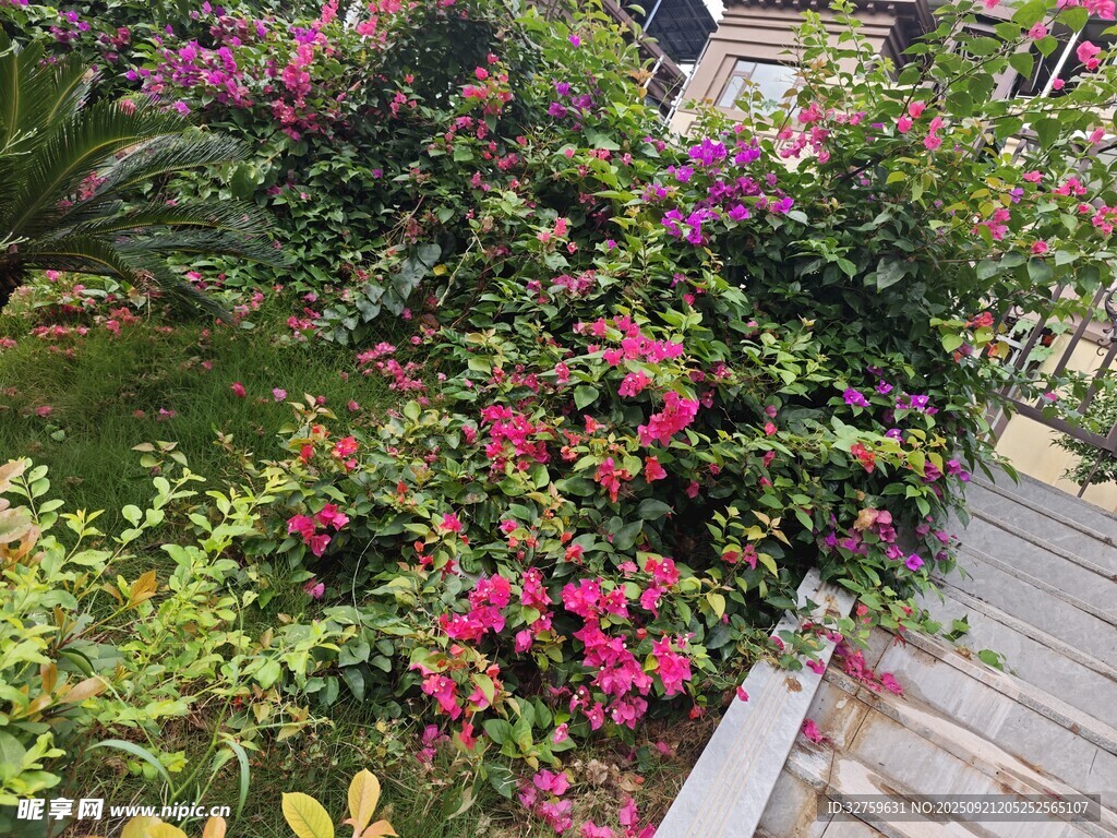 繁花簇拥的庭院小径