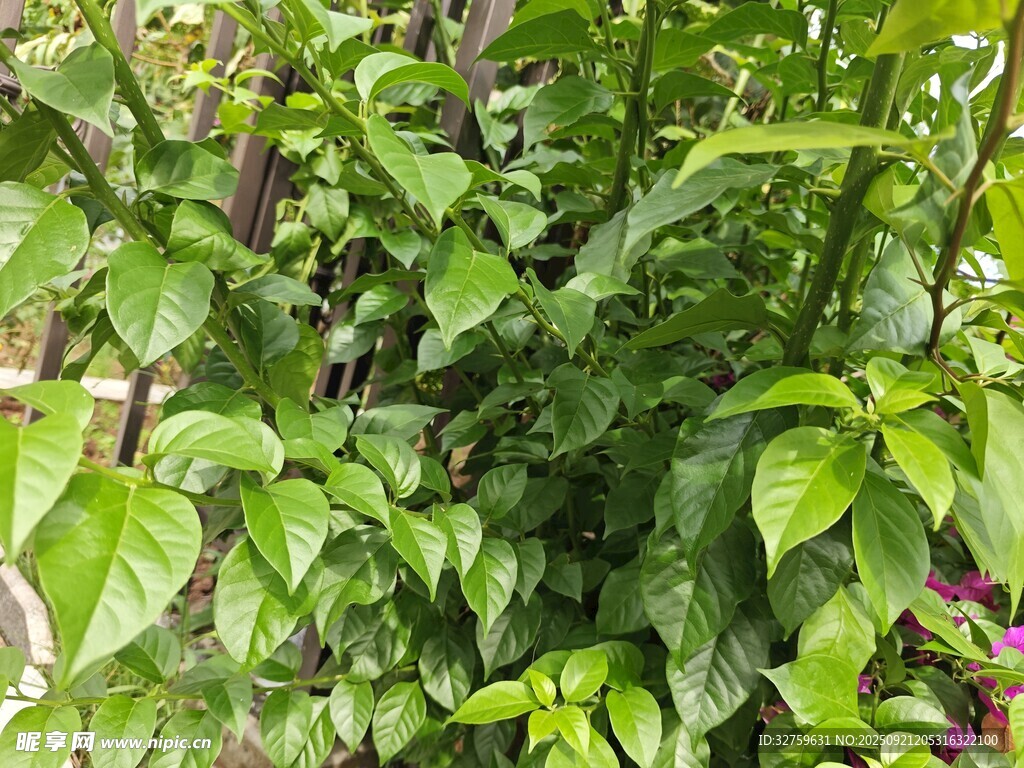 繁茂绿植