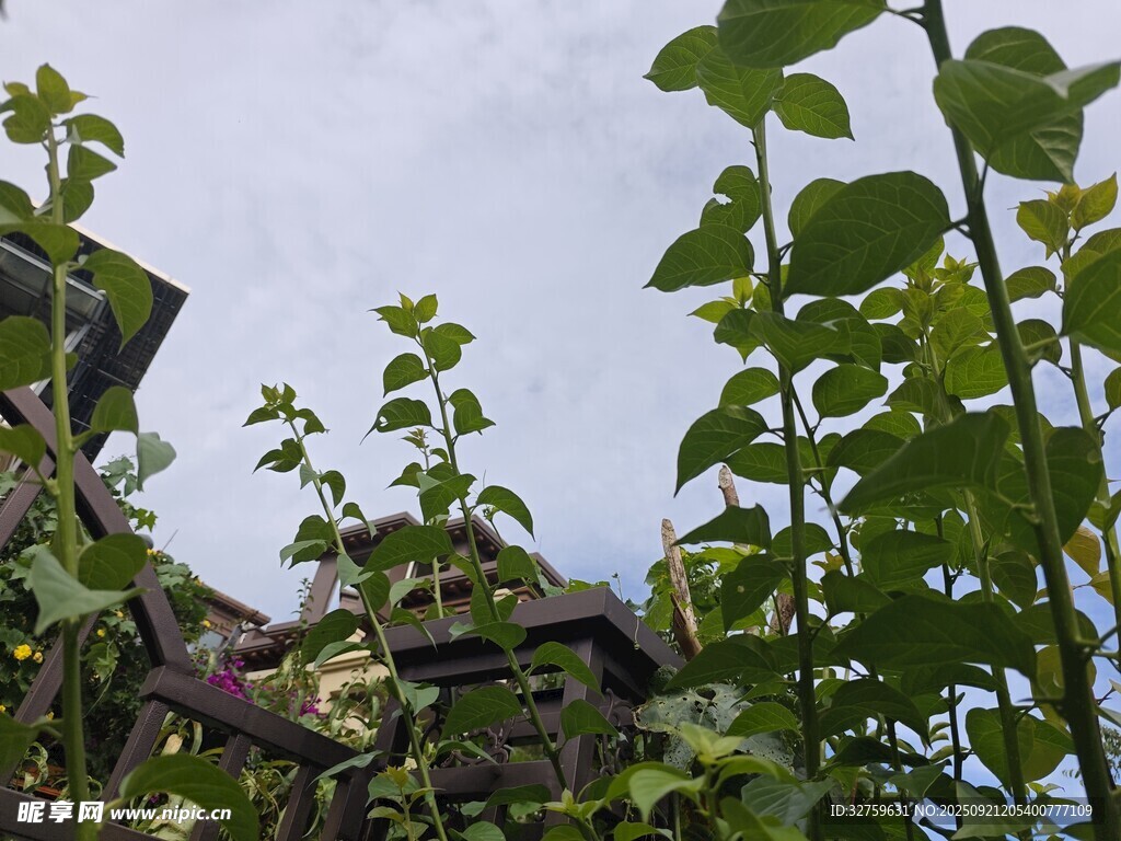 绿叶间的屋顶景致