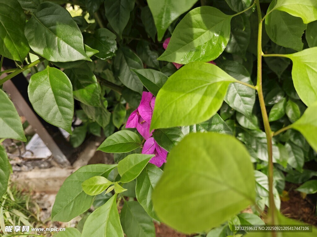 绿叶丛中的娇艳紫花
