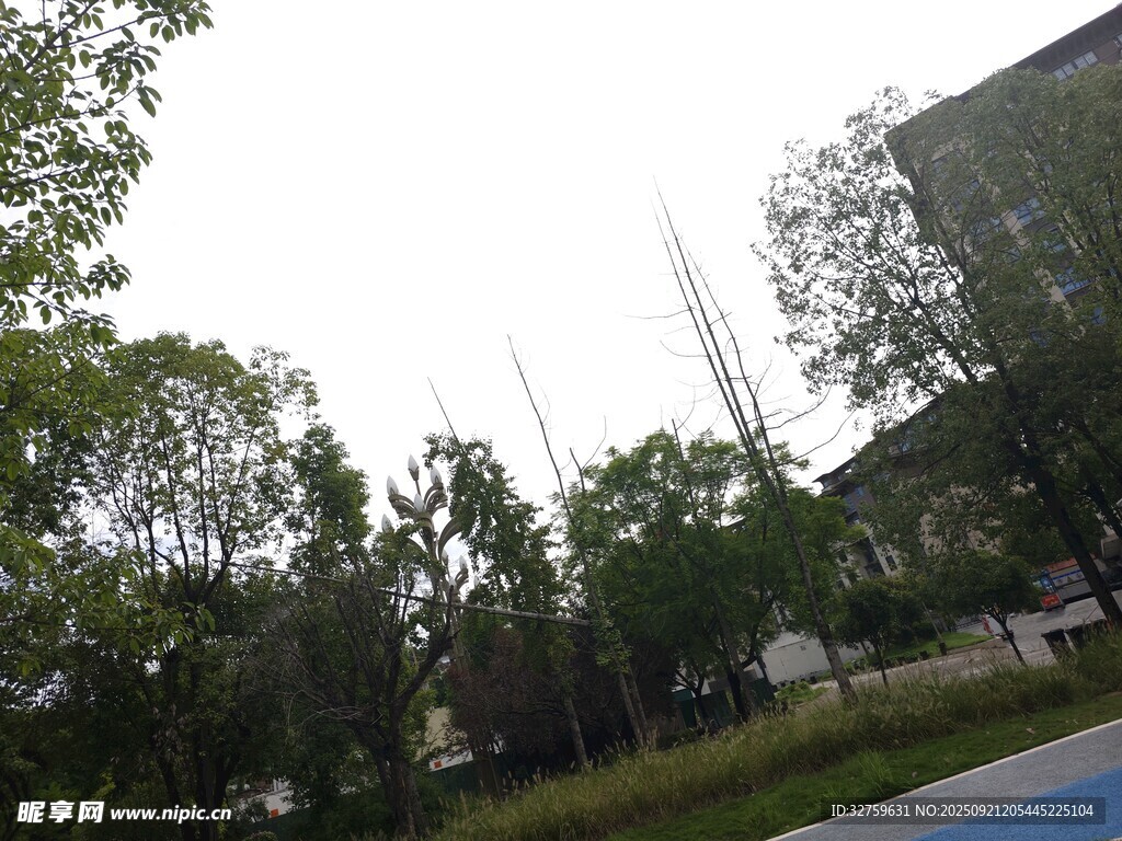 户外绿树环绕的开阔场景