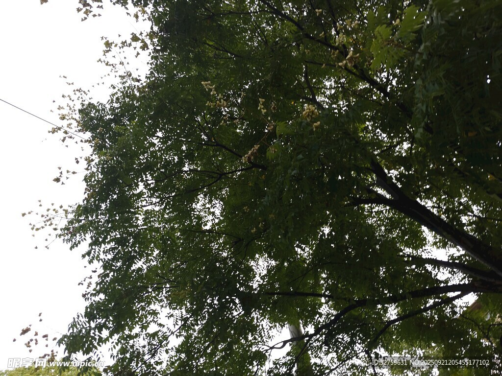 仰视茂密枝叶的绿树