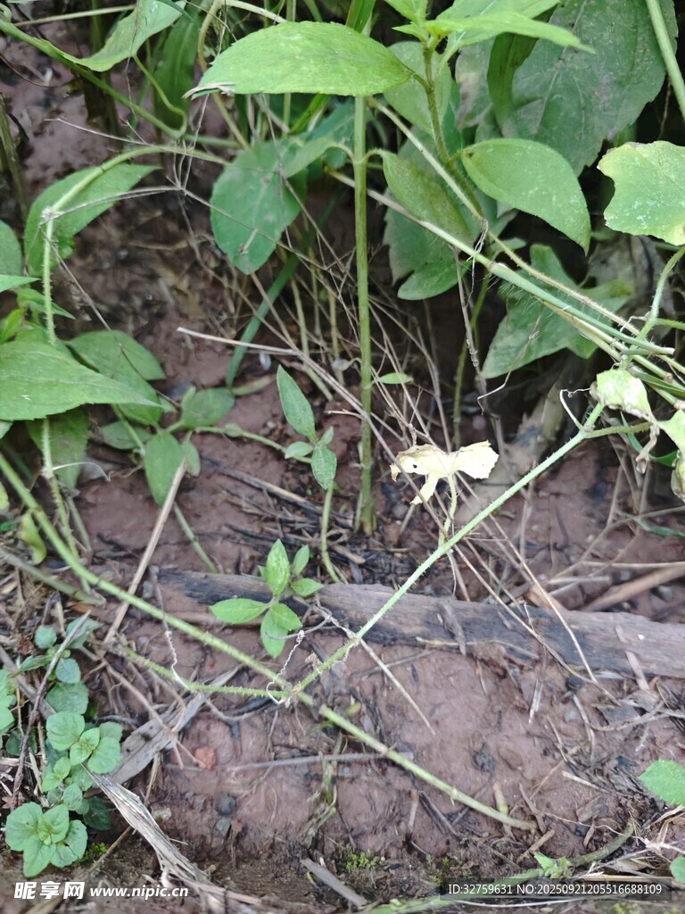 地面绿植与藤蔓景象