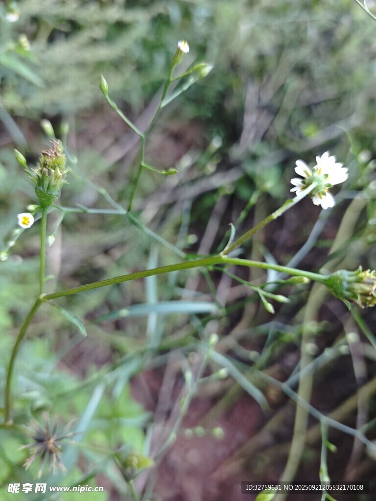 枝头小白花