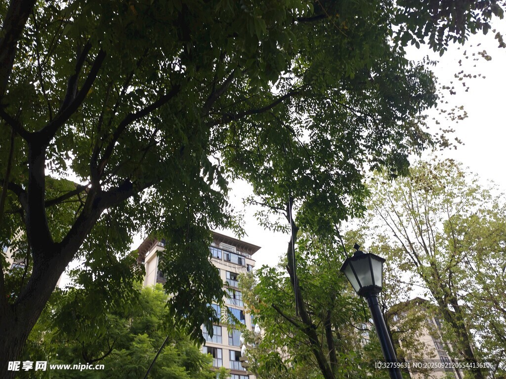 绿荫下的城市景致