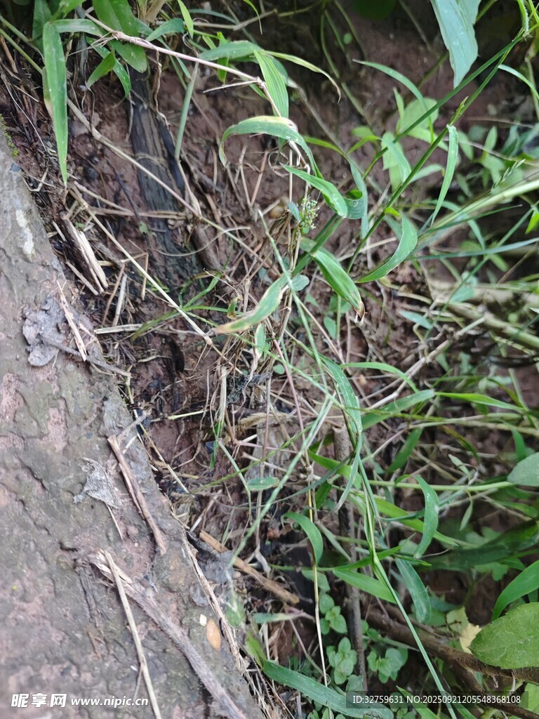 地面上的丛生绿色野草