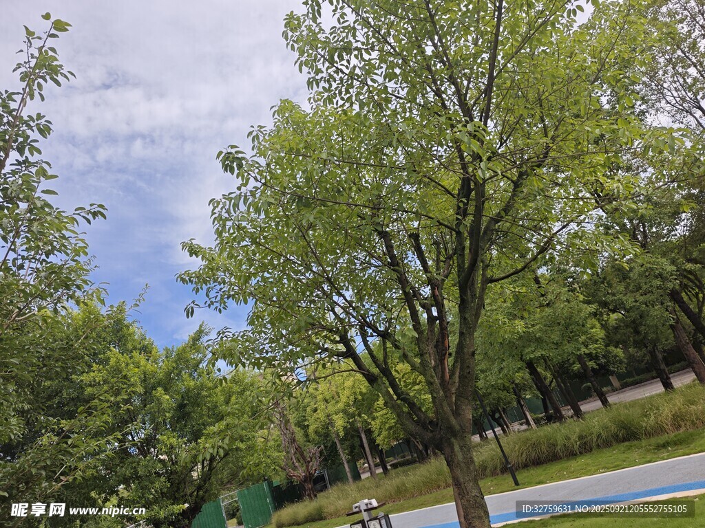 绿树成荫的户外休闲场景