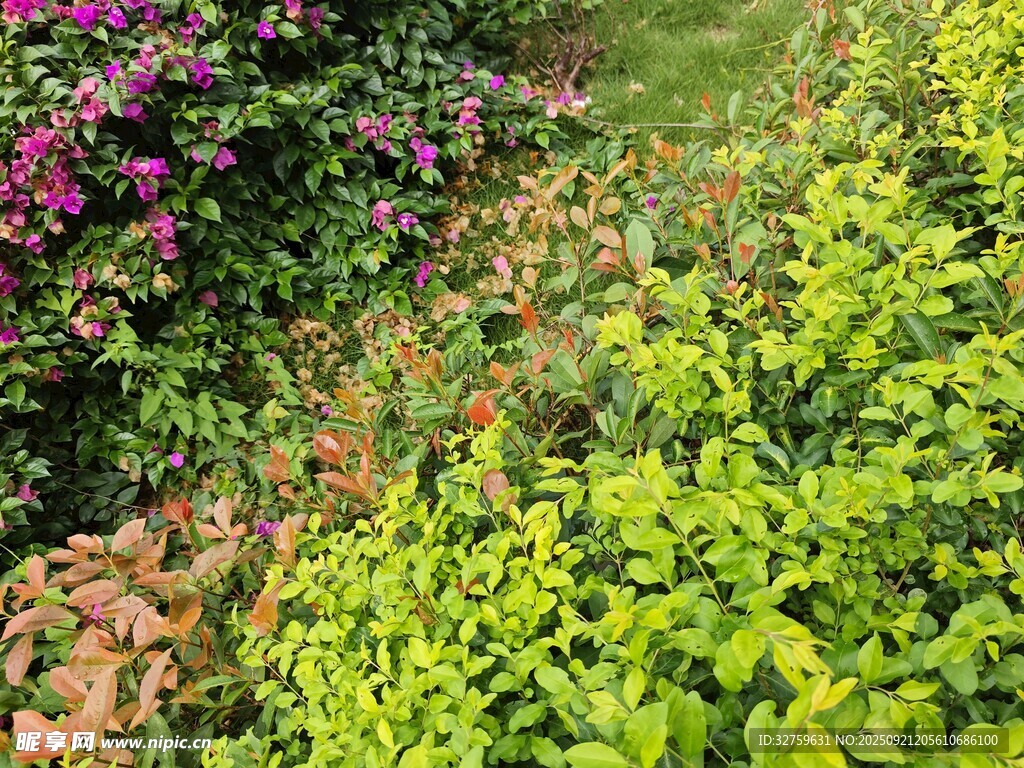 多彩植物景观