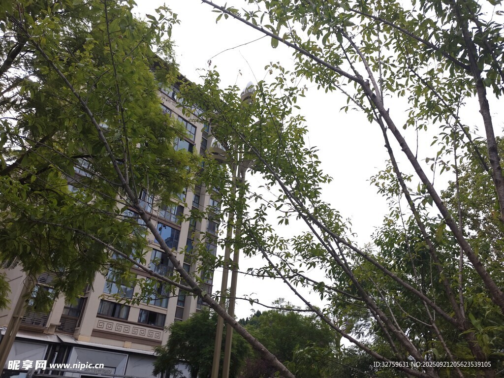 透过树枝看后方建筑物