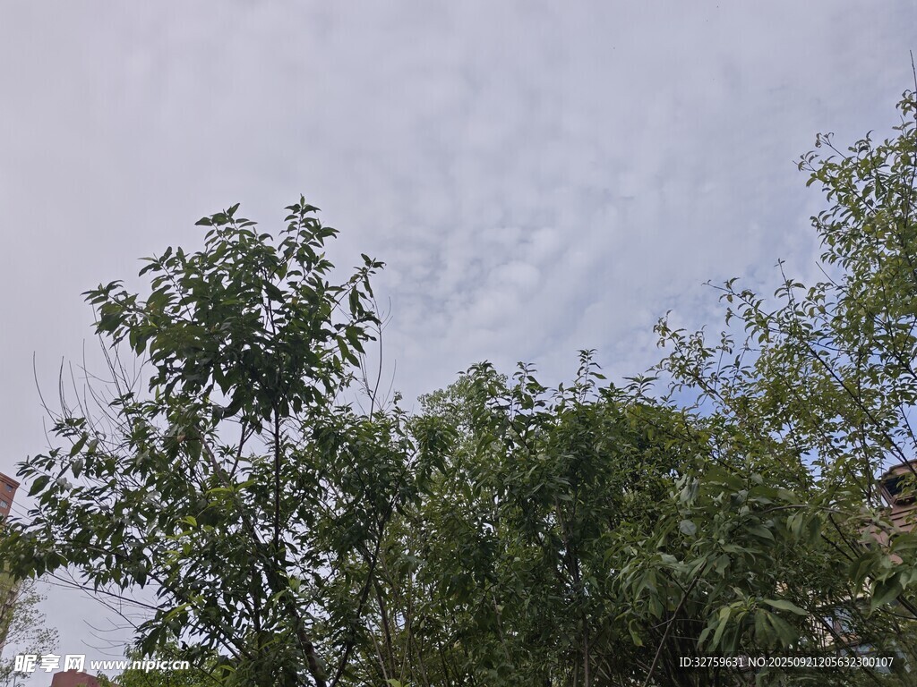 树梢之上的晴朗天空