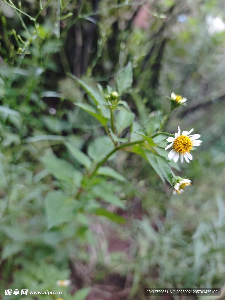野外绽放的小雏菊
