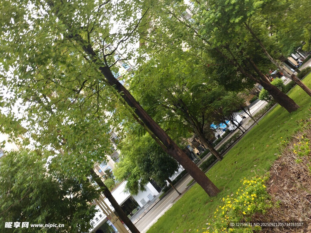 城市中葱郁的绿树景观