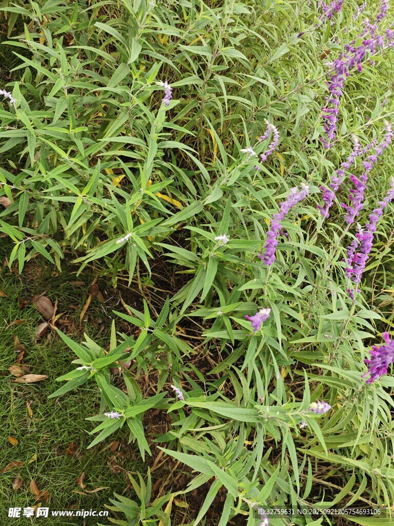 紫色花卉与绿色植物景观