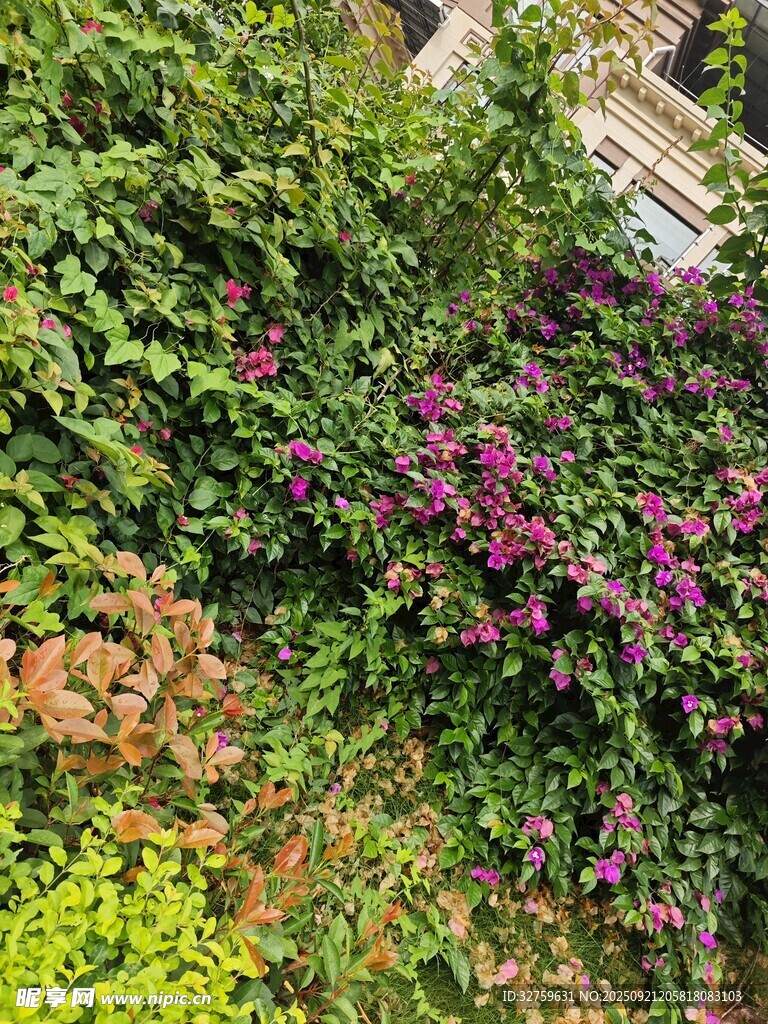 繁花绿植装点的自然角落