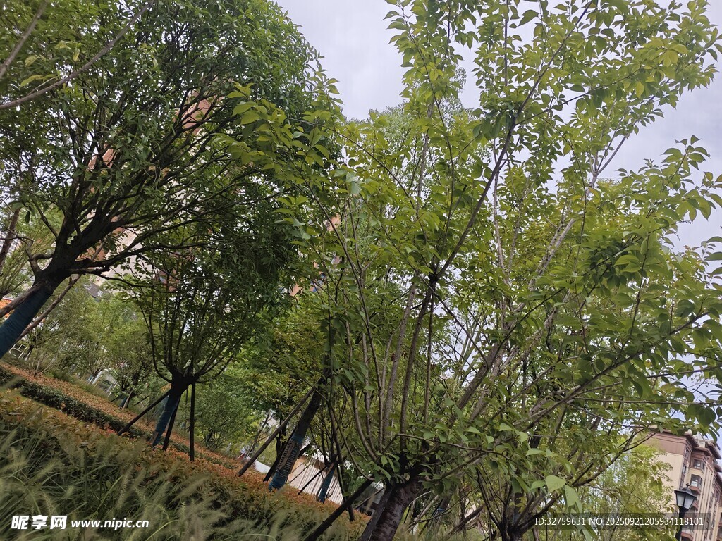 绿树成荫的城市景观