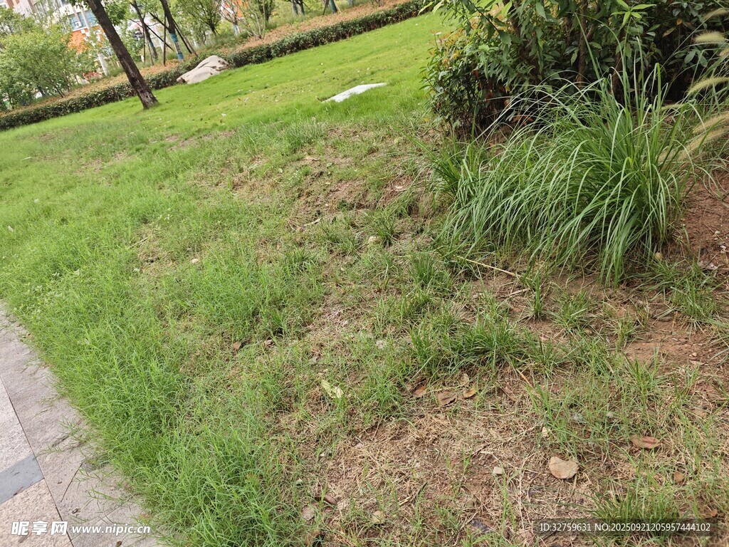 户外草地绿植景观一角