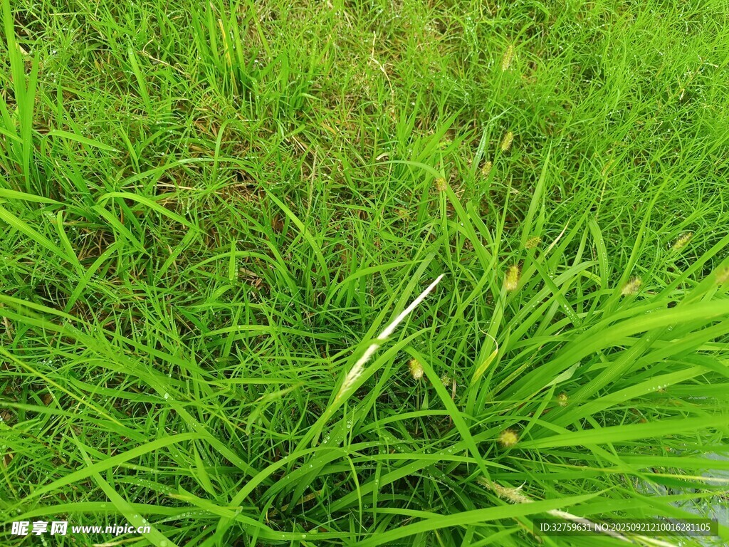翠绿草地生机盎然