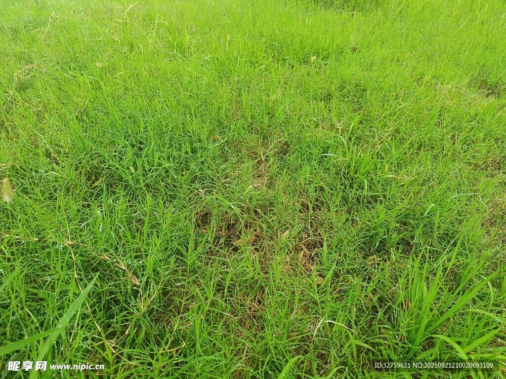 翠绿草地