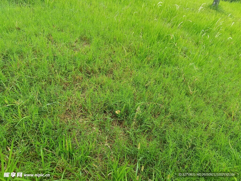 翠绿草地