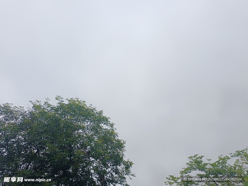 阴天中的树木景观