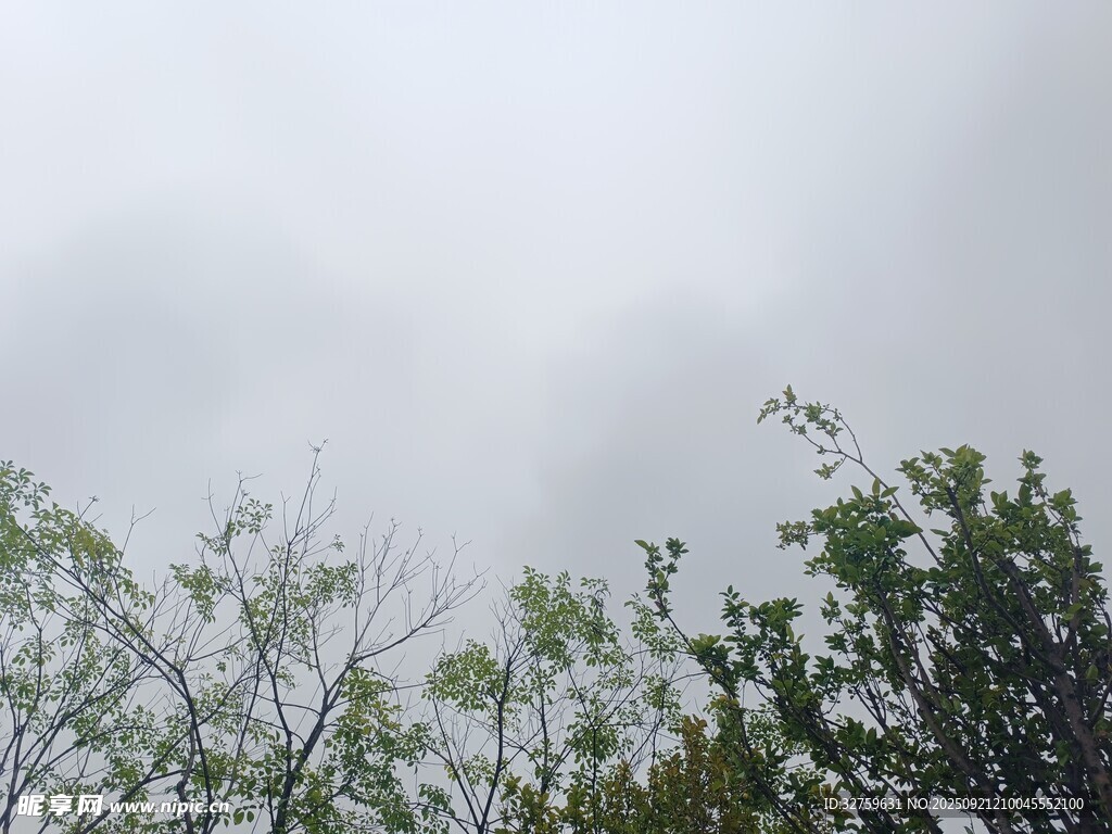 雾中山林景色