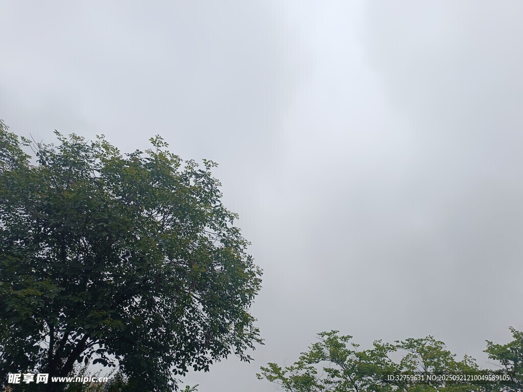 阴天中的葱郁树木