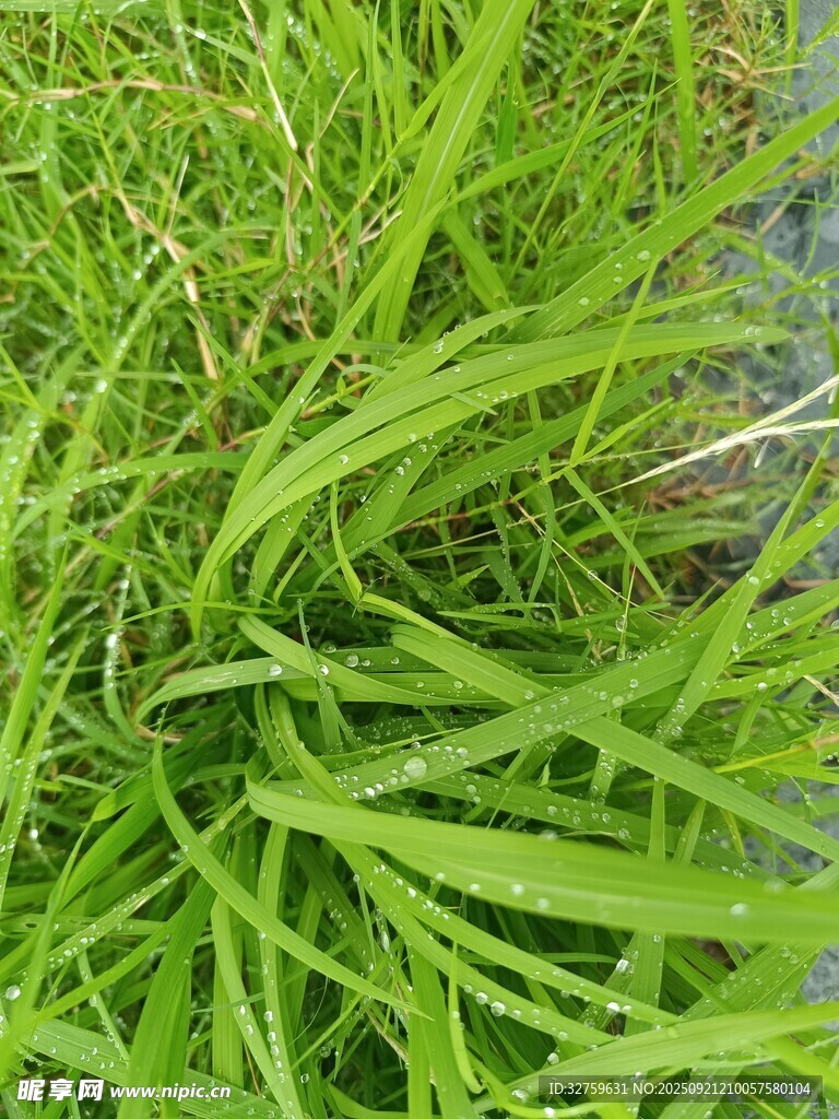 翠绿蓬勃的丛生青草