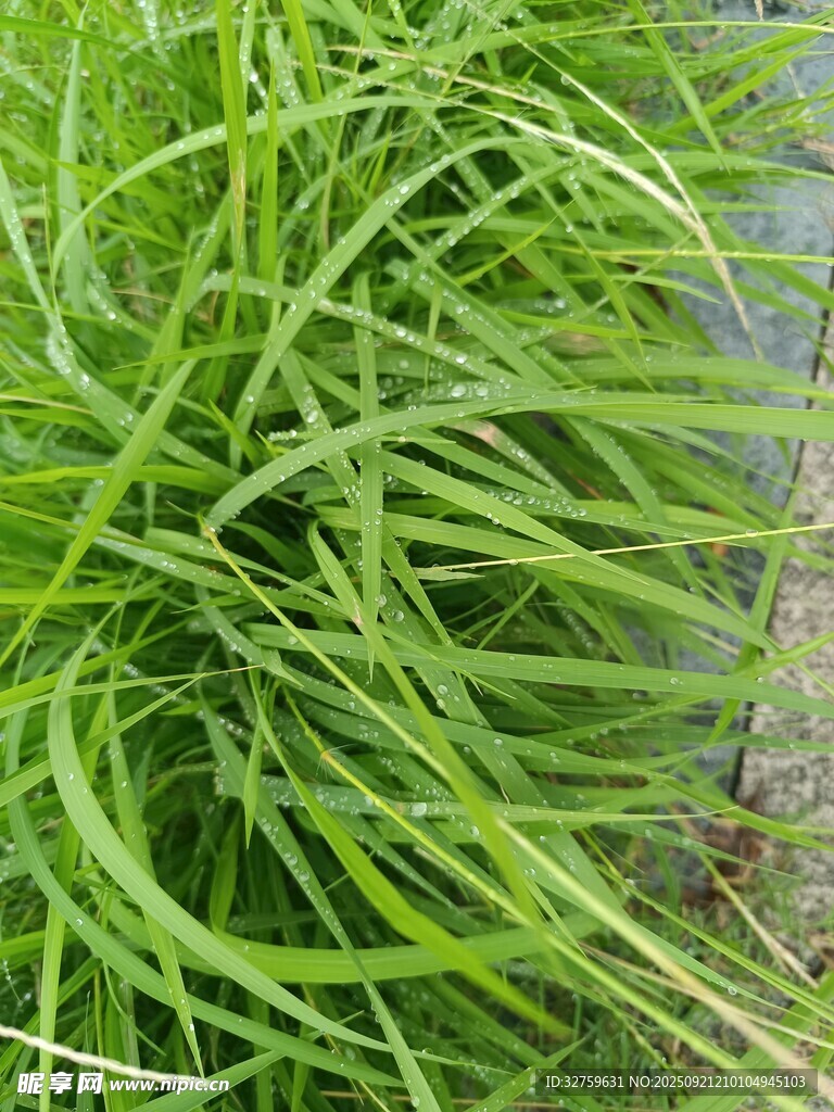 翠绿丛生的细长野草