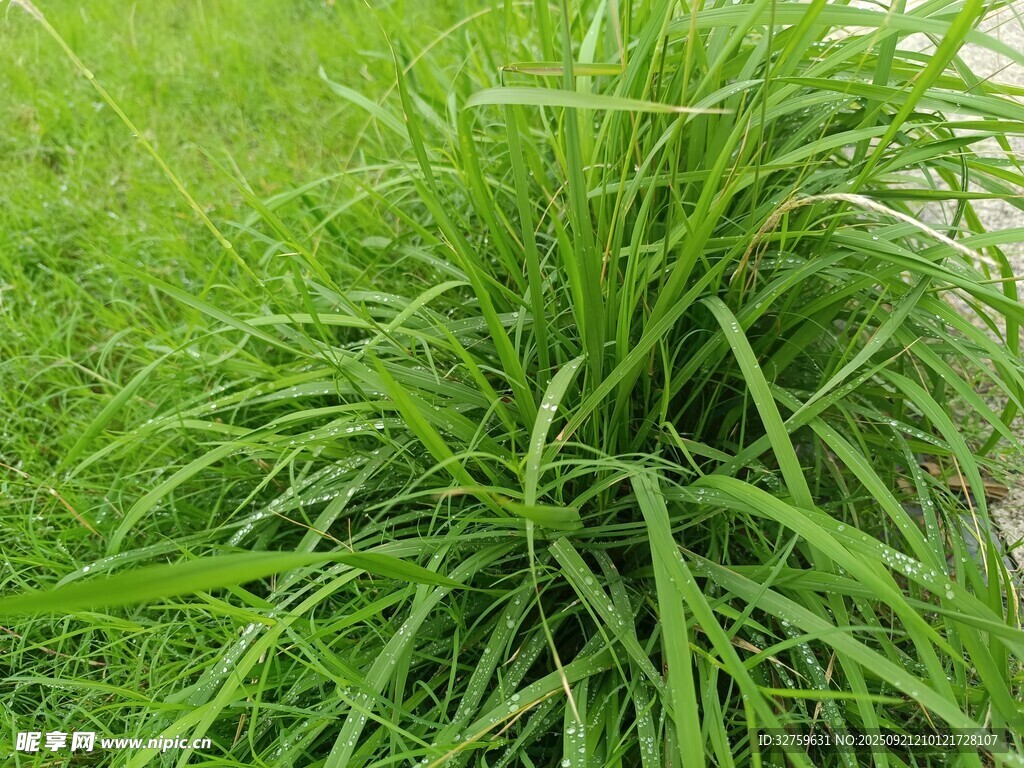 翠绿丛生的观赏草