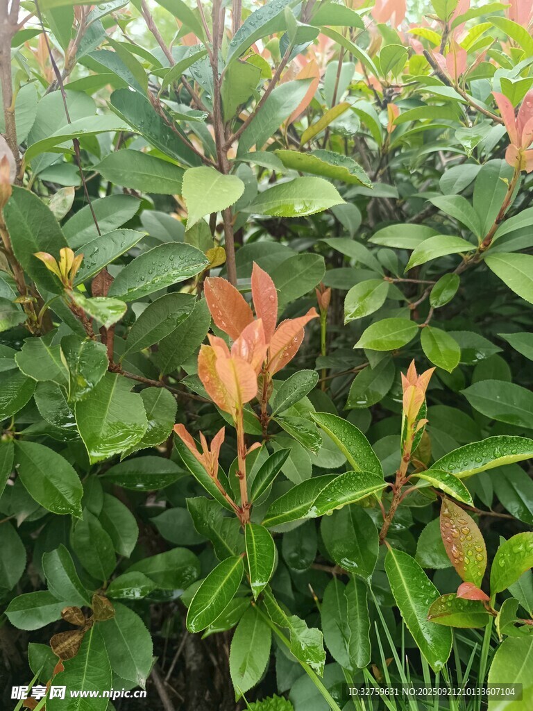 绿叶间的橙红新叶