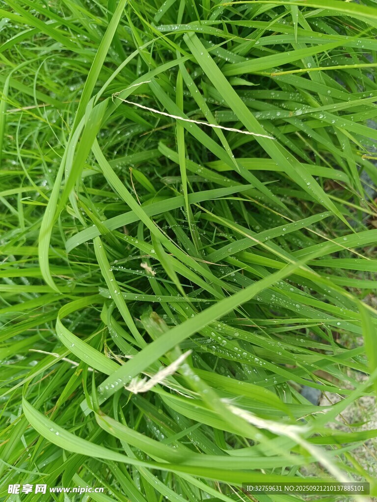 翠绿茂盛的青草