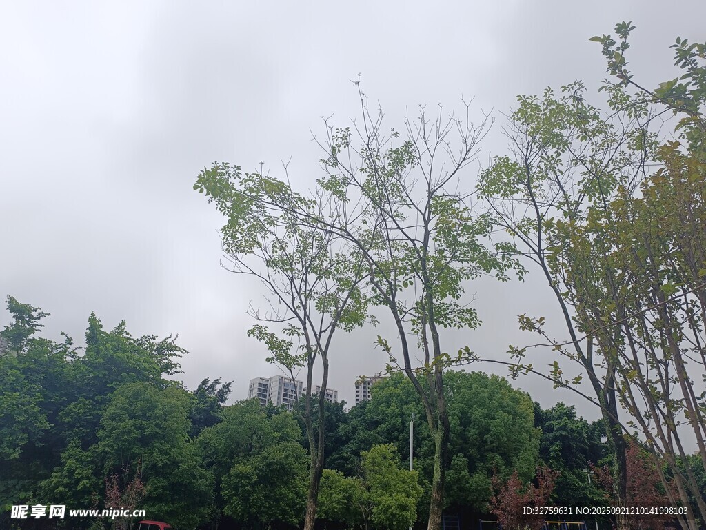 绿树成荫的自然景致