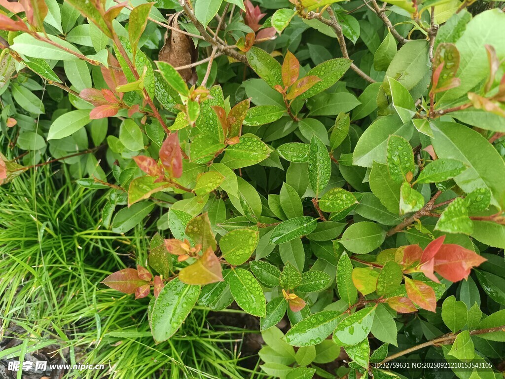红绿相间的多彩植物