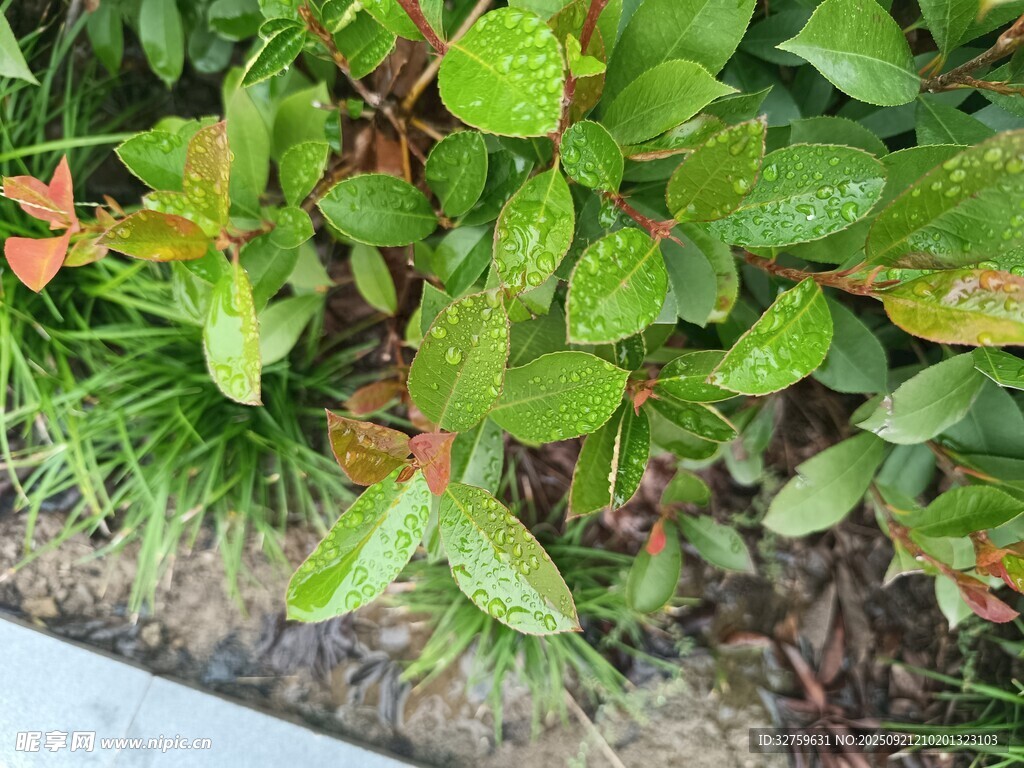 雨后绿植生机盎然