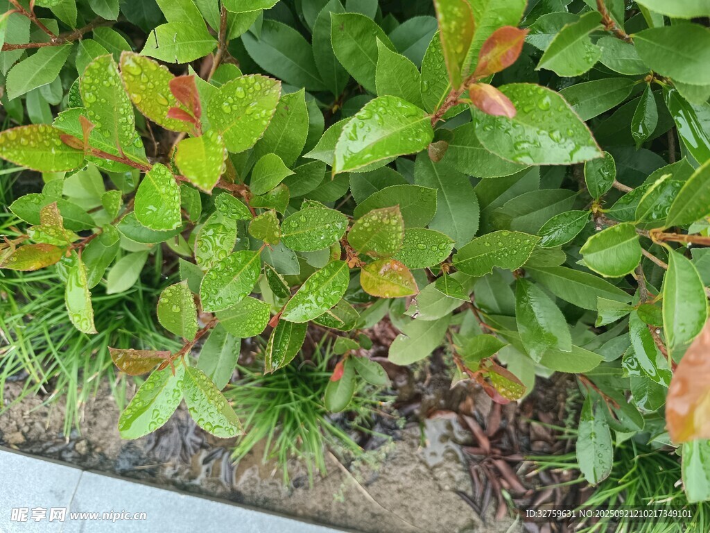 绿叶红边植物近景特写