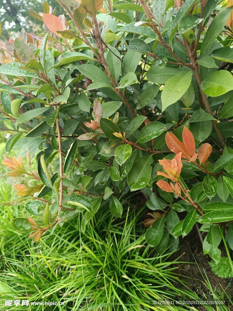绿叶红梢的繁茂植物景观