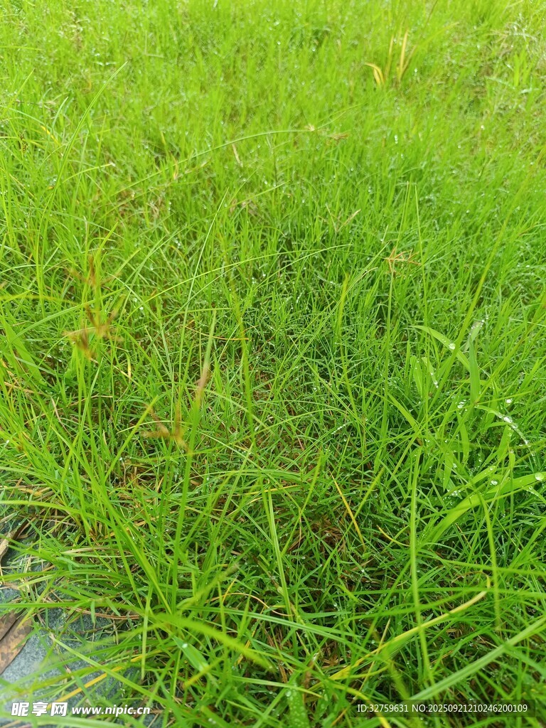 翠绿草地
