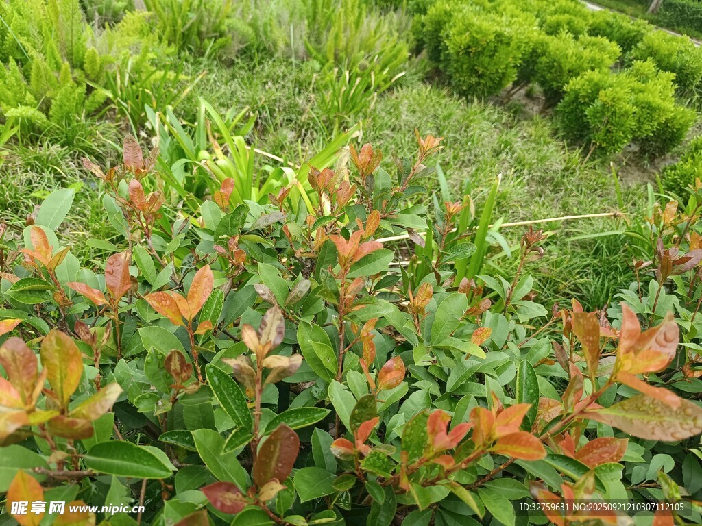 多彩灌木植物景观