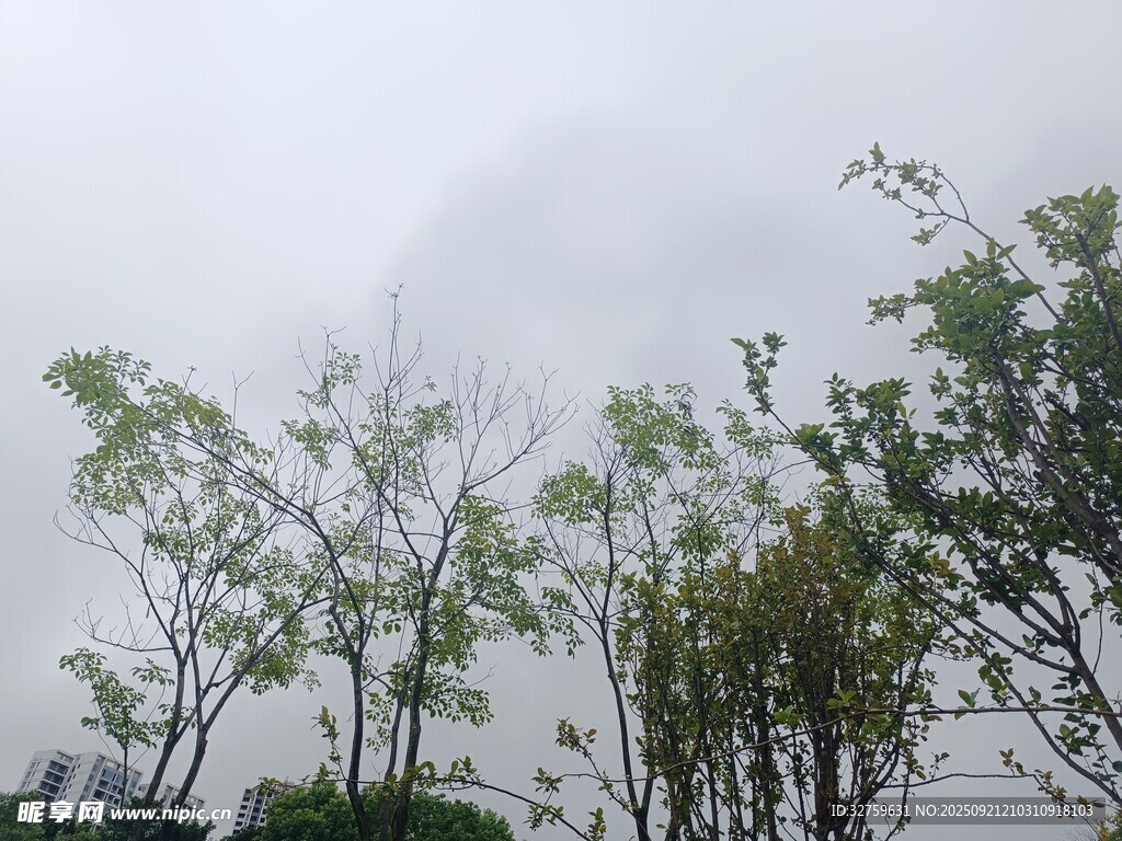 雾中树木景观