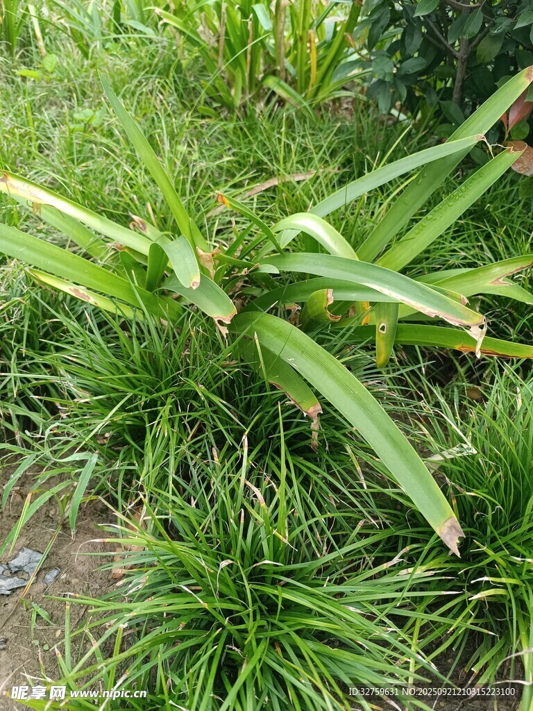 翠绿丛生的剑叶植物