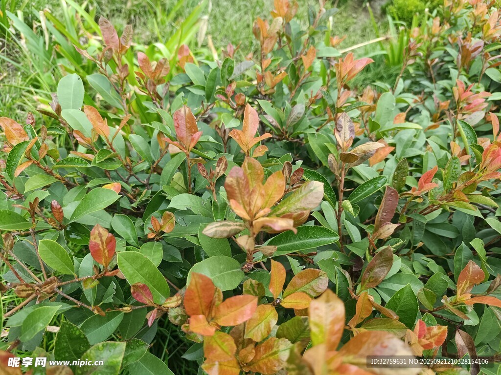 多彩叶片的绿植景观