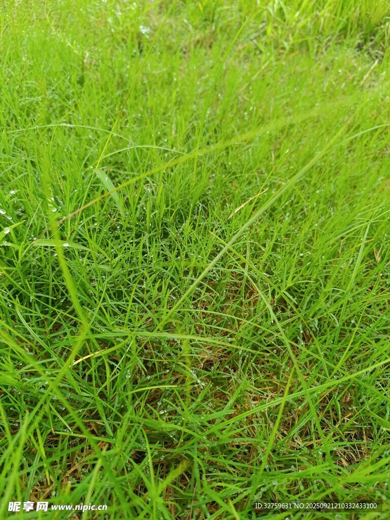 翠绿草地近景