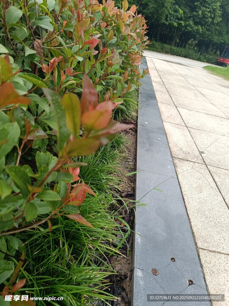 路边绿植景观