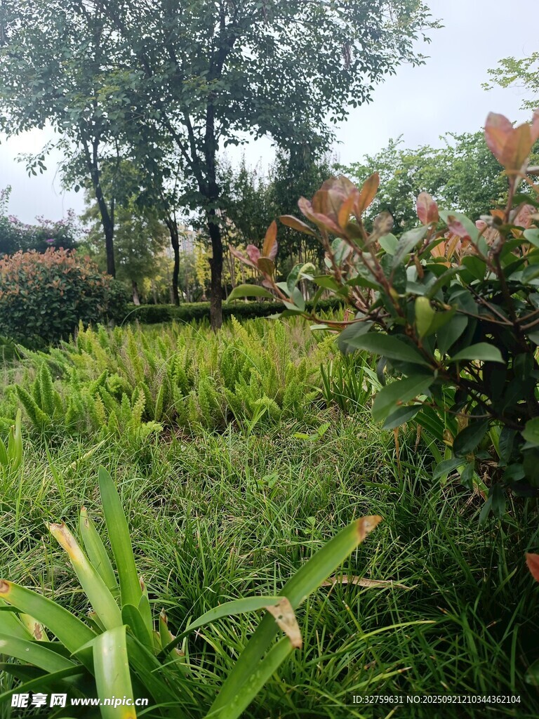 绿意盎然的自然花园景观