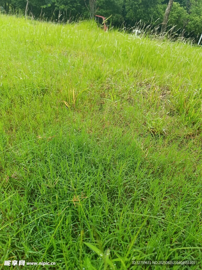 翠绿草地