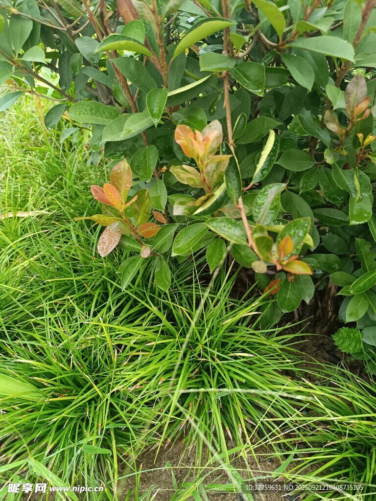 绿叶间的多彩植物景观