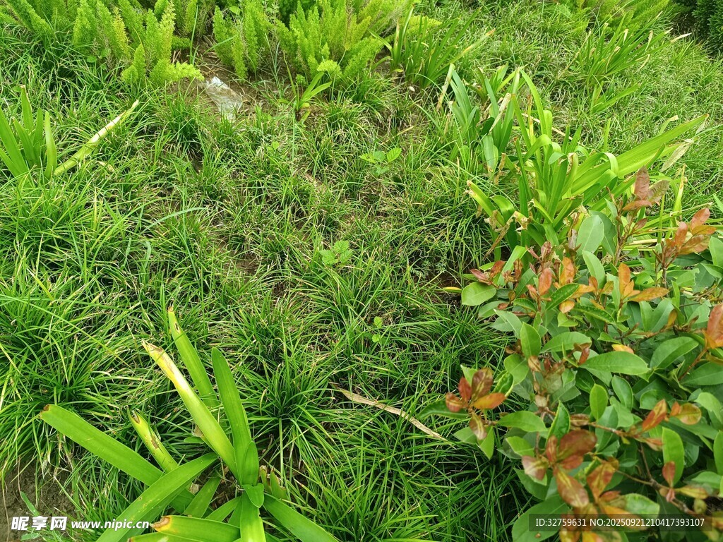 草地与多彩植物景观