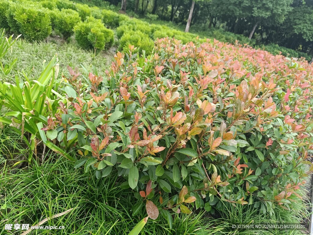 多彩灌木装点绿意田园